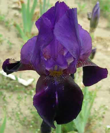 The Black douglas TB Iris 